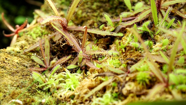 Drosera食肉植物。视频素材