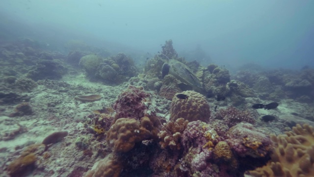 在蓝色海水中，海龟在热带鱼和珊瑚礁中游泳。海龟和鱼在海里。美丽的水下世界和深海居民。浮潜和潜水。视频素材