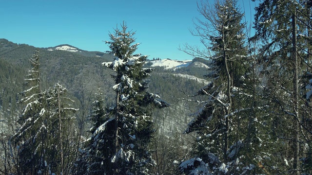 覆盖着新雪的针叶树视频素材