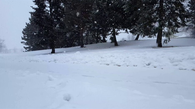 暴风雪与常青树暴风雪。下雪的自然场景与树木区域。北方天气下雪，风景秀丽。视频素材