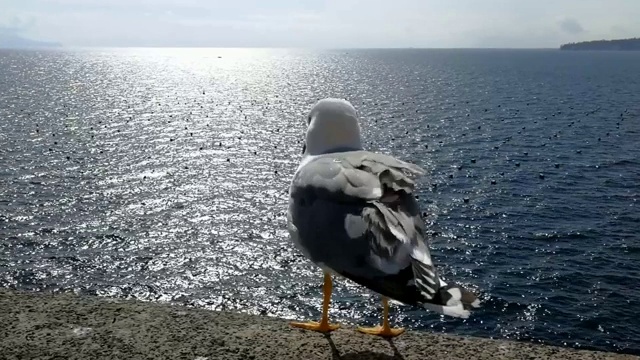 海鸥在奥沃城堡视频素材