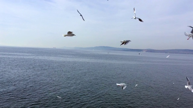 海鸥在海面上飞翔视频素材