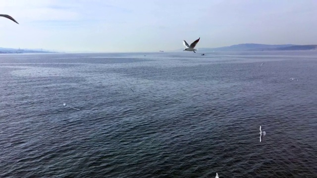 海鸥在海面上飞翔视频素材