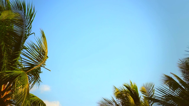 复古色调的棕榈树在天空背景夏天视频下载