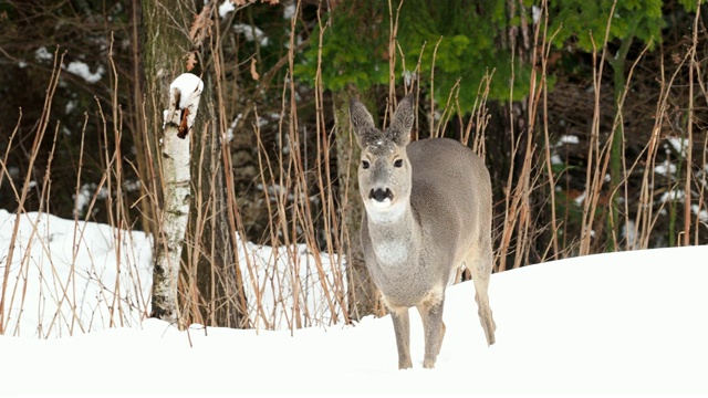 冬天的野生狍。Capreolus Capreolus。视频素材