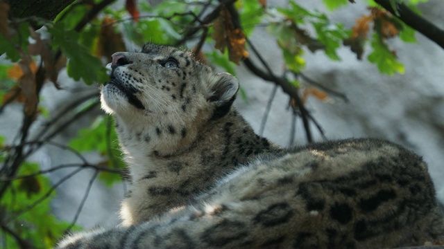 雪豹(Panthera uncia)。视频素材