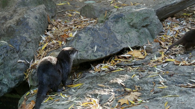 东方小爪水獭群(Aonyx cinerea, Amblonyx cinereus)，又称亚洲小爪水獭。视频素材