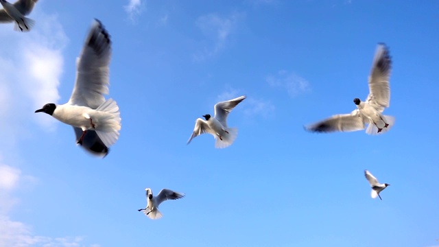 鸟类动物海鸥在天空中飞翔视频素材