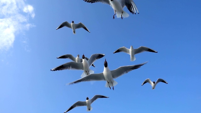 鸟类动物海鸥在天空中飞翔视频素材