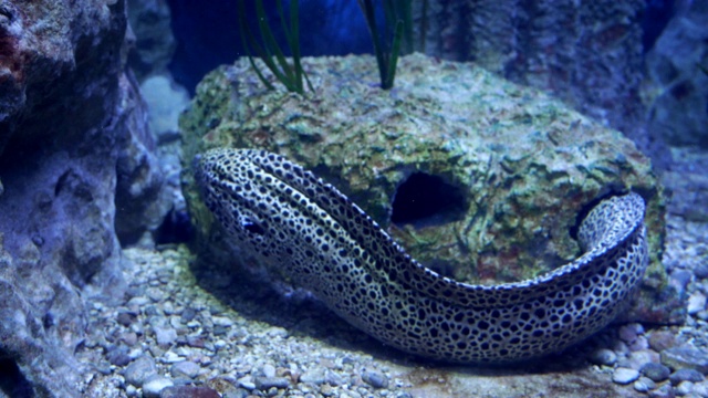 水族馆里的虎鳗视频素材