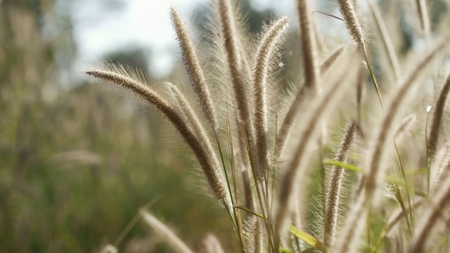 自然和风，草花迎风视频素材