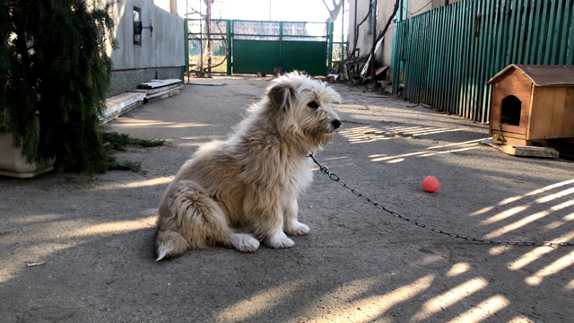 狗拴在村里的院子里视频素材