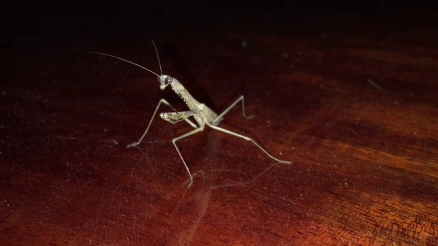 大型昆虫螳螂视频素材