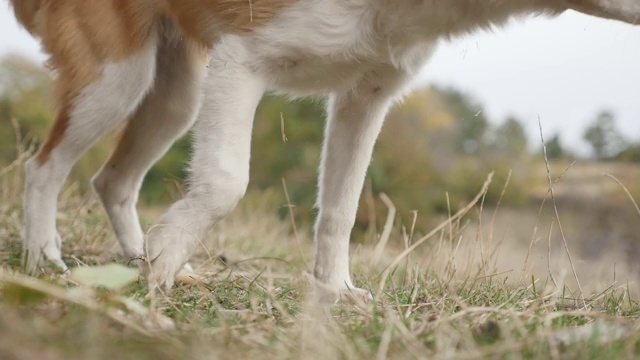 犬类哺乳动物与人玩的慢动作视频素材