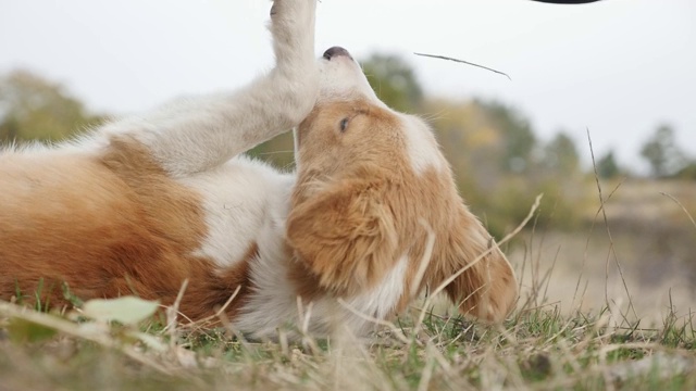 与人玩耍的是犬类动物的慢动作视频素材