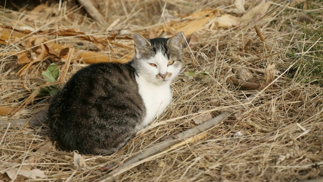 灰白色猫科动物休息在4K的田野视频素材