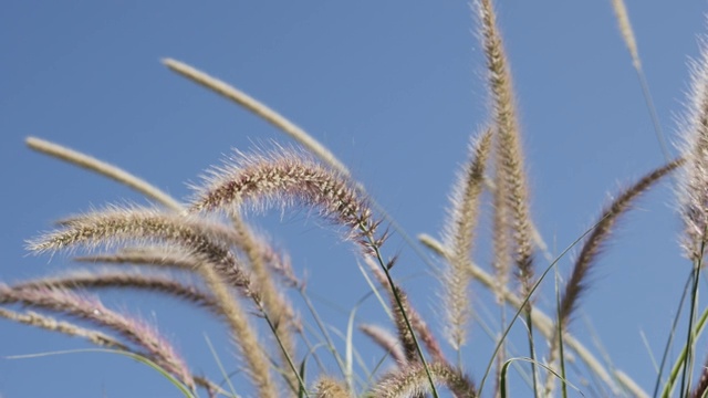 野黄草随风摇曳，蓝天慢悠悠视频素材