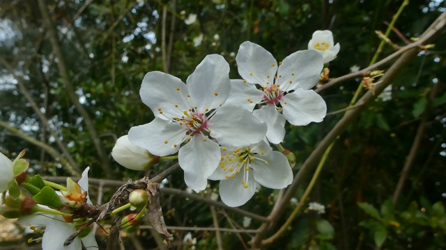 梅花特写视频素材