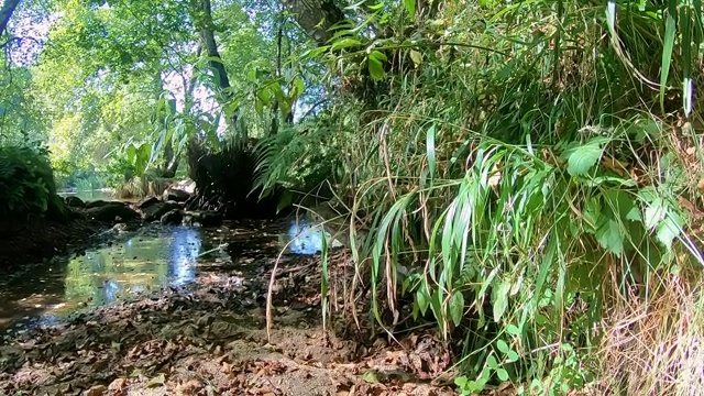 一个蜻蜓在森林中飞行，背景是湖视频下载