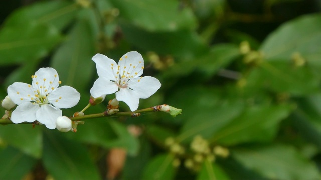 梅花特写视频素材