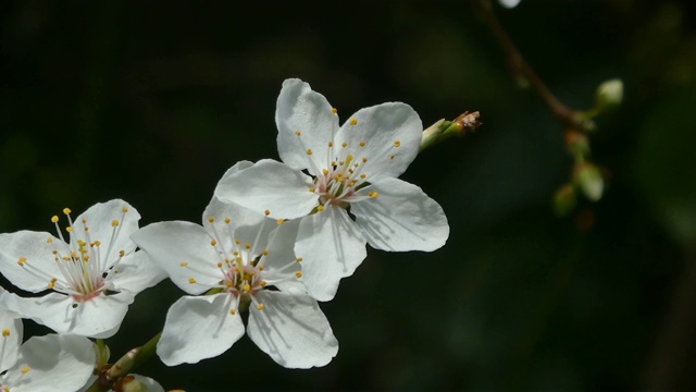 梅花特写视频素材