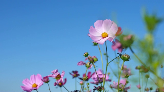 蓝色的天空映衬着粉红色的花朵视频素材