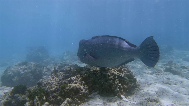 座头鹦嘴鱼(Bolbometopon muricatum)，位于印度洋的群岛国家塞舌尔的拉迪格岛视频素材