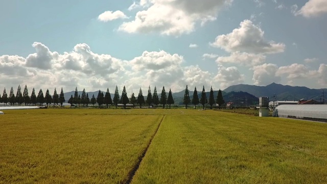 韩国昌原水杉路和稻田的秋景视频素材