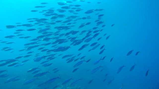 条纹燧发枪(Caesio Striata)游泳在蓝色的水，红海，埃及，非洲视频素材