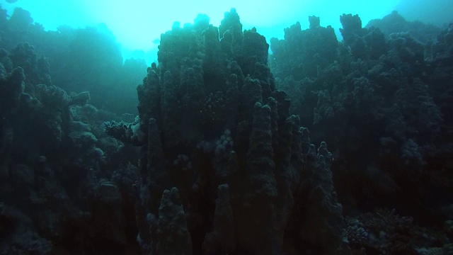 珊瑚礁，红海，马萨阿拉姆，阿布达布，埃及视频素材