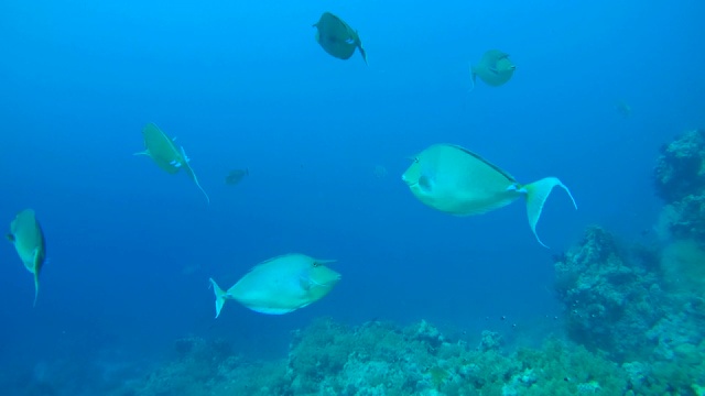 大群蓝棘独角鱼或短鼻独角鱼(纳索独角鱼)，在蓝色的水，红海，埃及视频素材