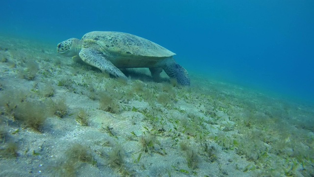 绿海龟在沙地上吃海草-阿布达布，马萨阿拉姆，红海，埃及，非洲视频素材