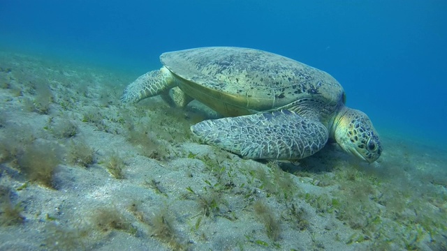 雄性绿海龟在沙地底部吃海草-阿布达布，马萨阿拉姆，红海，埃及，非洲视频素材