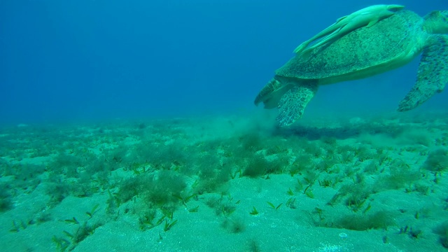 非洲，埃及红海，Abu Dabab, Marsa Alam，绿色海龟和两条鮣鱼在吃海草视频素材