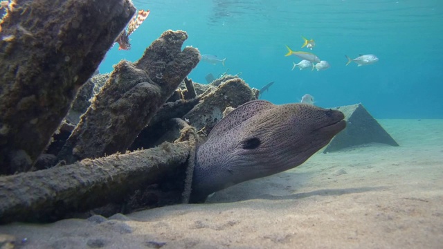 巨型海鳗(Gymnothorax javanicus)在老旧的废木制渔船下，沙底，红海，马萨阿拉姆，埃及视频素材