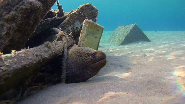 巨型海鳗(Gymnothorax javanicus)在老旧的废木制渔船下，沙底，红海，马萨阿拉姆，埃及视频素材