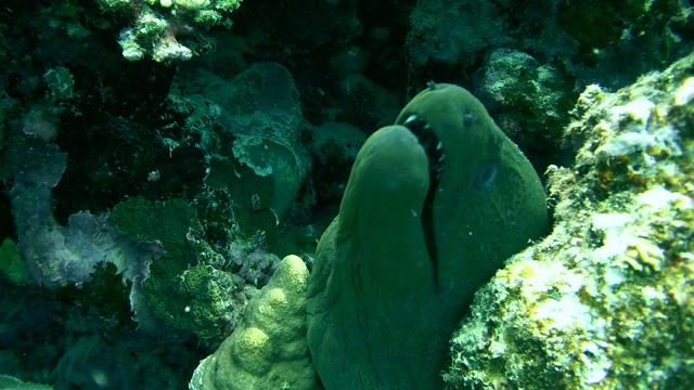 巨型海鳗(Gymnothorax javanicus)红海，马萨阿拉姆，阿布达布，埃及视频素材