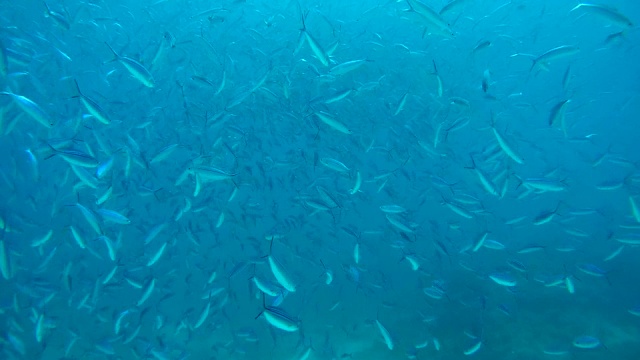 条纹燧发枪(Caesio Striata)游泳在蓝色的水，红海，埃及，非洲视频素材