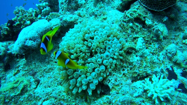 两条两条带状海葵鱼或橙鳍海葵鱼(金凤鱼)，生活在埃及红海的海葵上视频素材