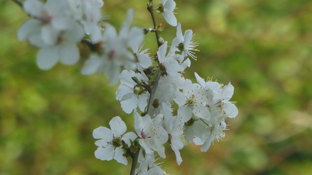 梅花特写视频素材