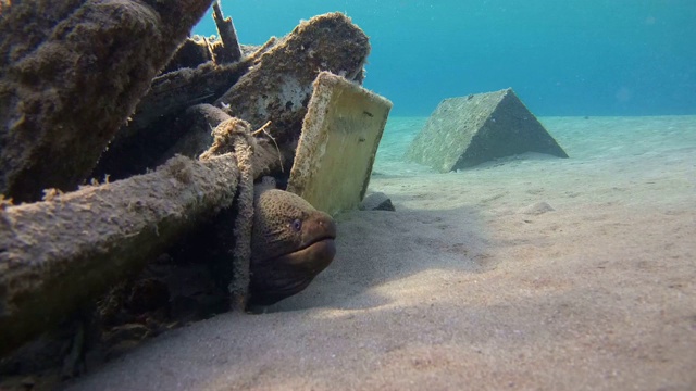 巨型海鳗(Gymnothorax javanicus)在老旧的废木制渔船下，沙底，红海，马萨阿拉姆，埃及视频素材