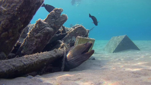 巨型海鳗(Gymnothorax javanicus)在老旧的废木制渔船下，沙底，红海，马萨阿拉姆，埃及视频素材