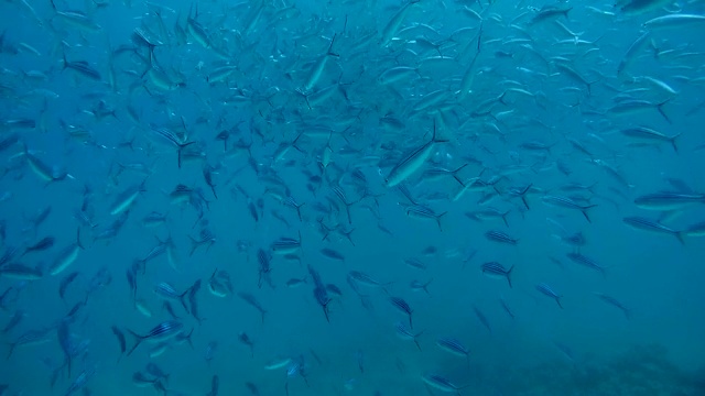 条纹燧发枪(Caesio Striata)游泳在蓝色的水，红海，埃及，非洲视频素材