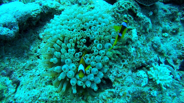 两条两条带状海葵鱼或橙鳍海葵鱼(金凤鱼)，生活在埃及红海的海葵上视频素材