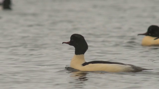 商船(Mergus merganser)视频素材