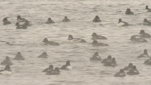 普通秋沙鼠(Mergus merganser)和金眼鼠(Bucephala clangula)视频素材