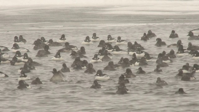 普通秋沙鼠(Mergus merganser)和金眼鼠(Bucephala clangula)视频素材