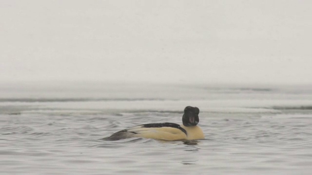 商船(Mergus merganser)视频素材