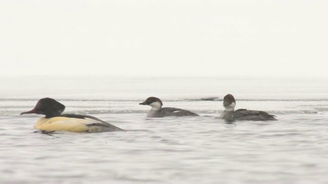 mergelus merganser和Smew (Mergellus albellus)视频素材