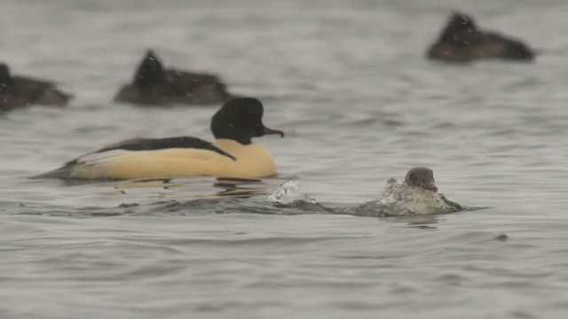 商船(Mergus merganser)视频素材